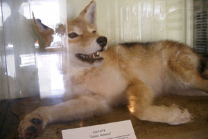 Taxidermic coyote
