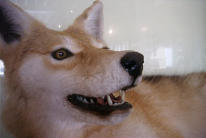 Close-up of taxidermic coyote
