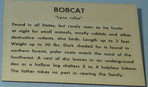 Taxidermic bobcat