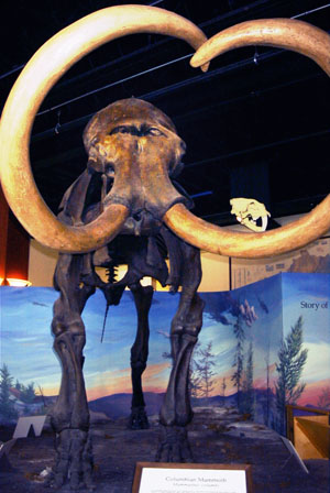 Columbia Mammoth reconstruction